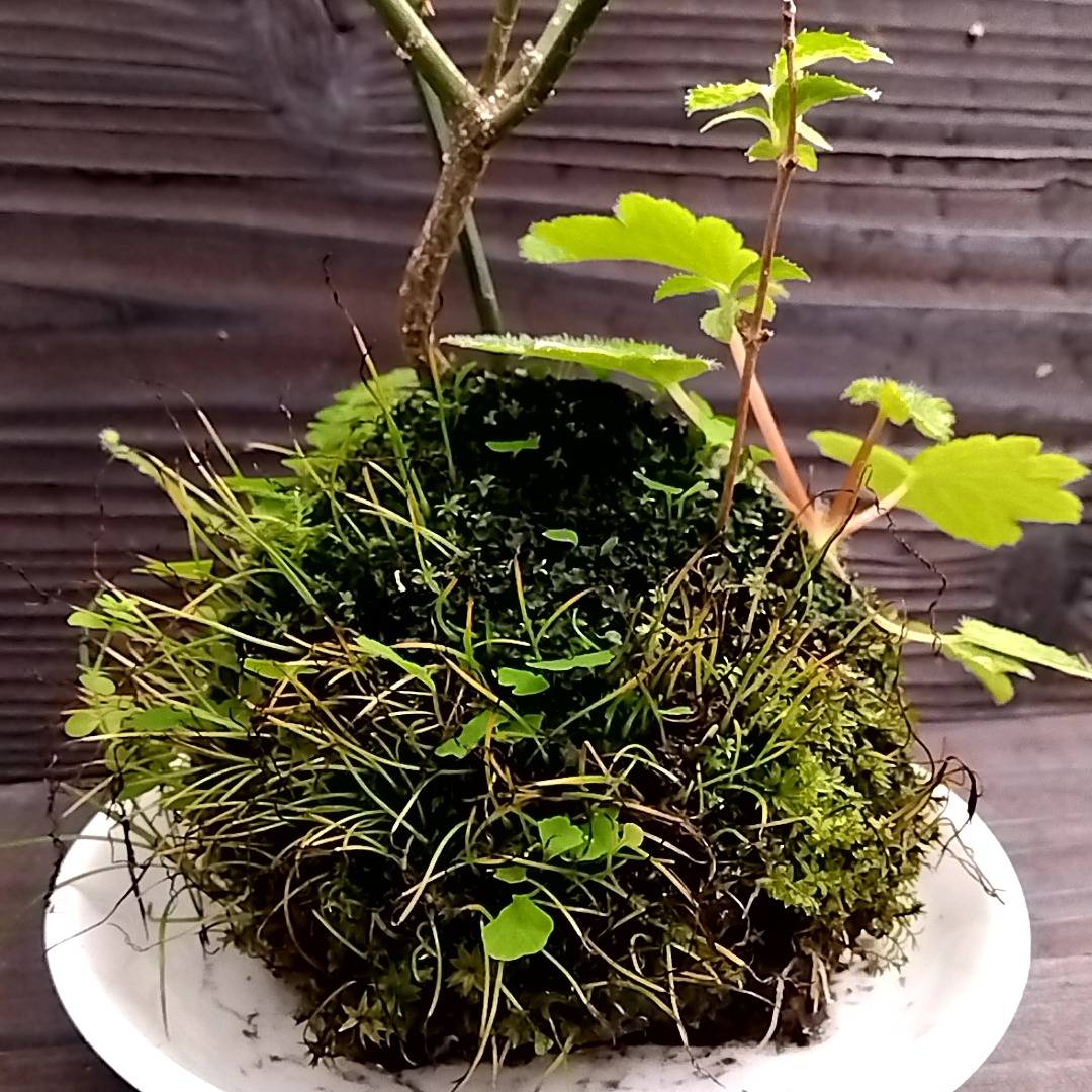 苔玉 | 山野草の通販ならNatural Plants 葉波