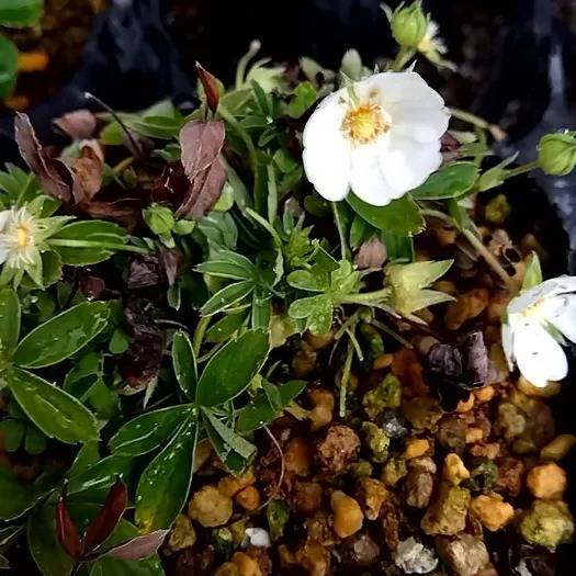 園芸資材 | 山野草の通販ならNatural Plants 葉波