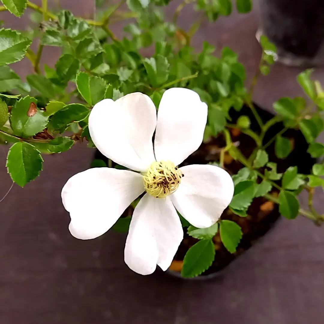 屋久島ノイバラの花が咲きました～。