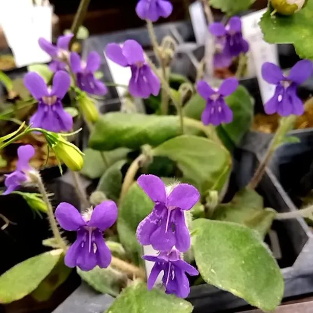 スミレイワギリソウが開花中です。